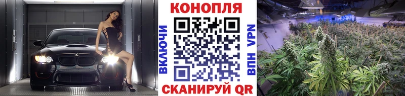 Канабис OG Kush  Сланцы 